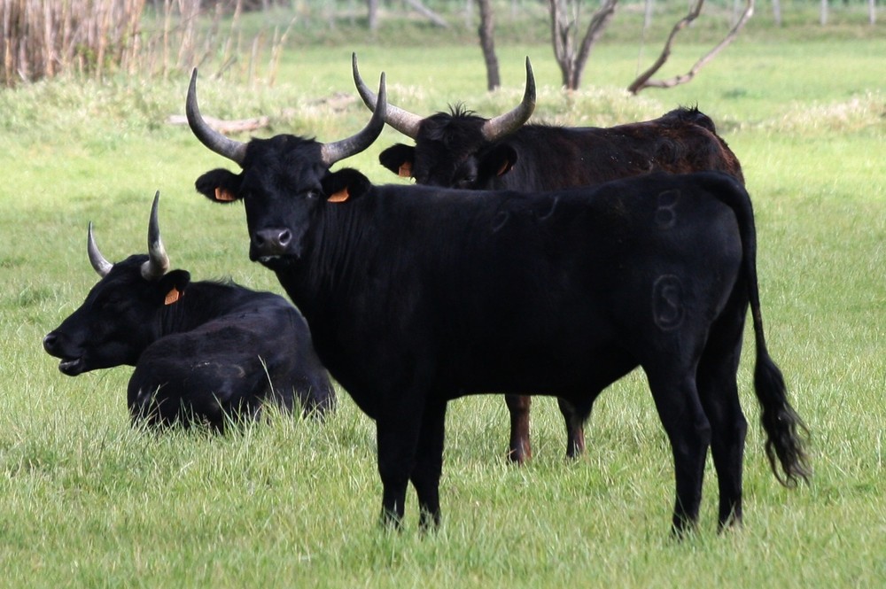 mes-taureaux-camarguais